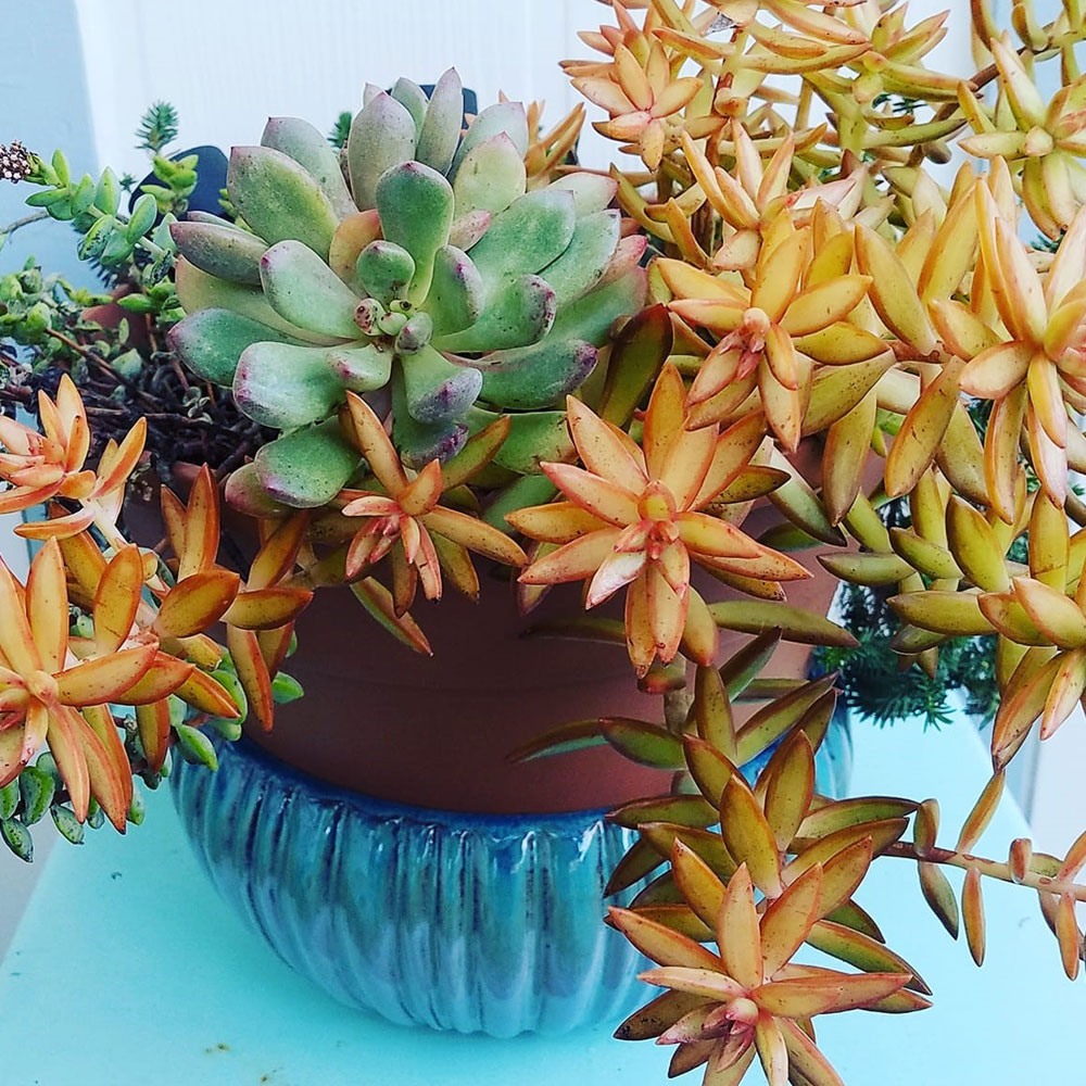Succulent Arrangement in Planter